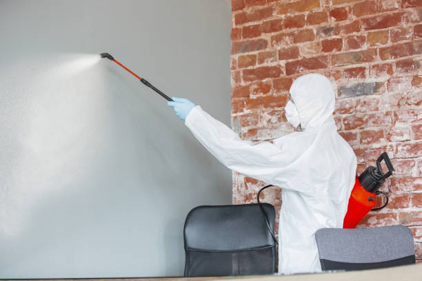 Best Crawl Space Mold Remediation  in Nisswa, MN
