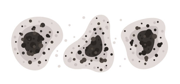 Best Mold-Related Health Consultation  in Nisswa, MN