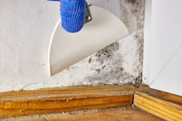 Best Real Estate Mold Inspection  in Nisswa, MN